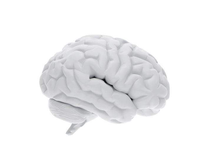 Illustration of brain model on white background