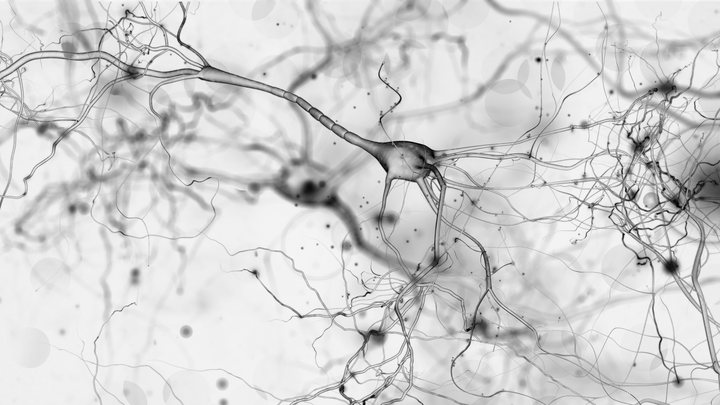 a photo of neurons in black and white