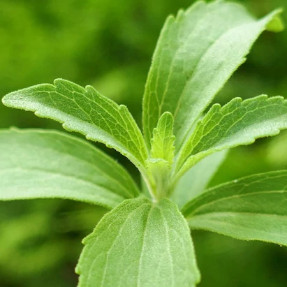 A stevia plant's leaves